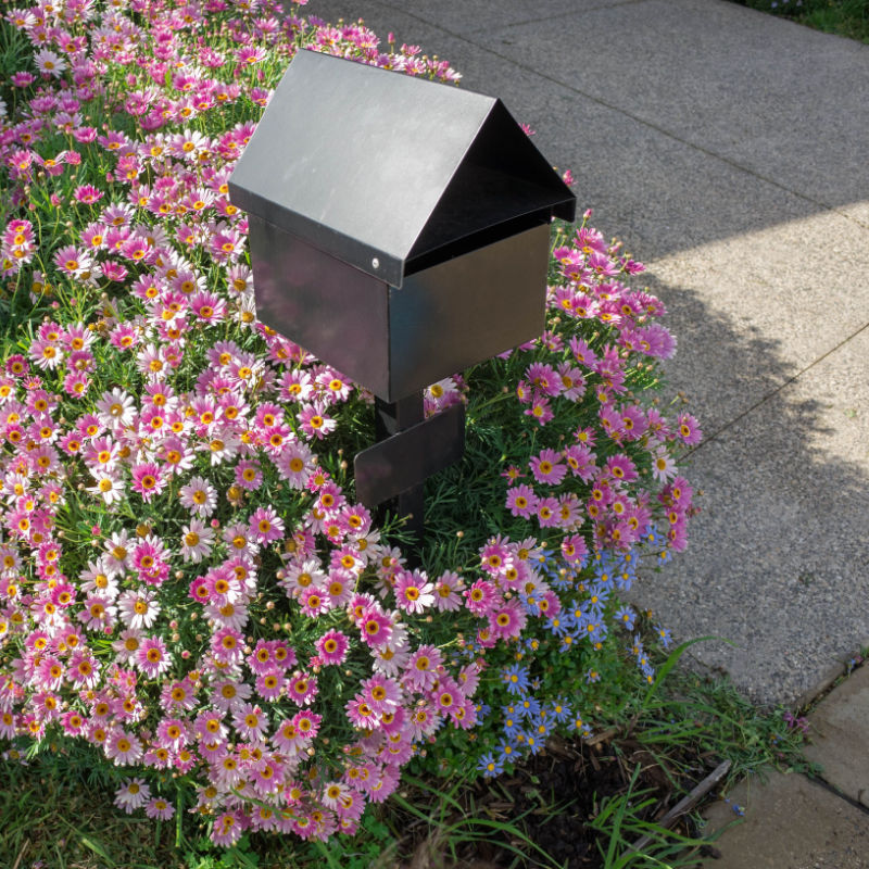 Driveway Flower Bed Daises