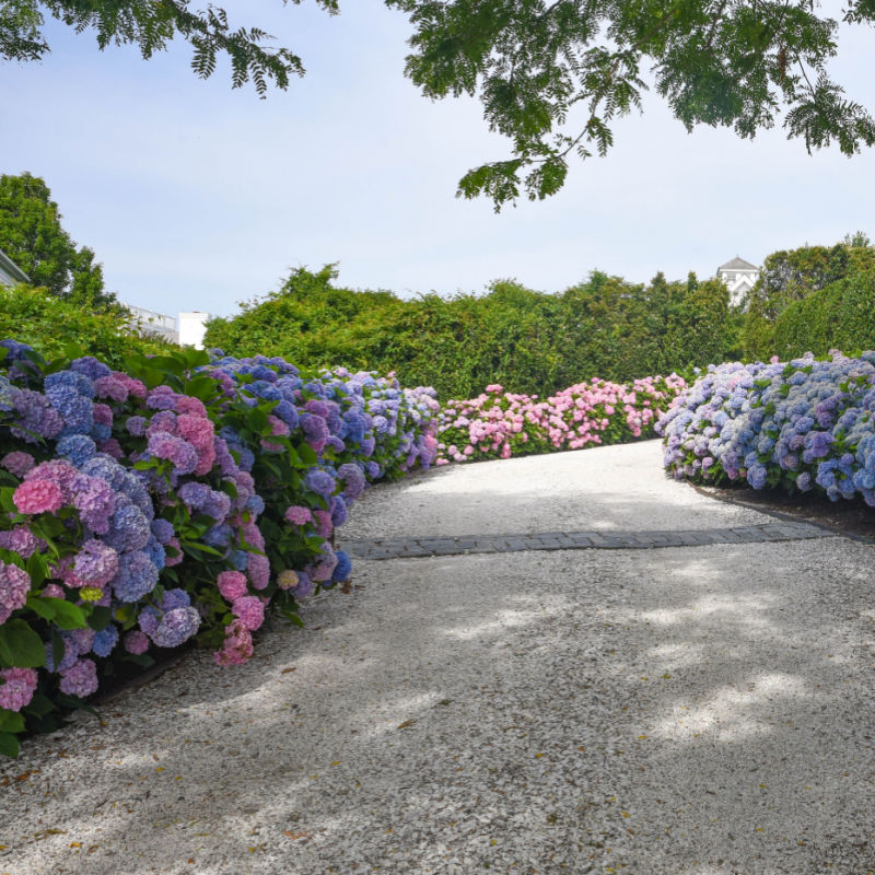 Driveway Flower Bed Hydrangeas