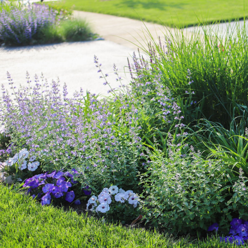 Driveway Flower Bed Lavender