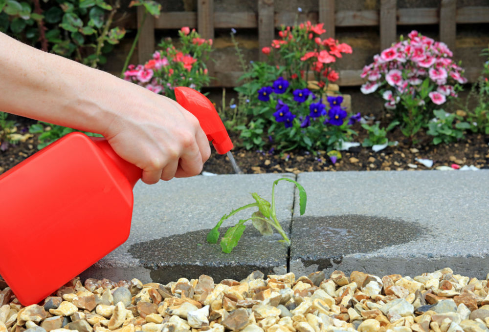 Chemical Weed Killer in Flower Bed