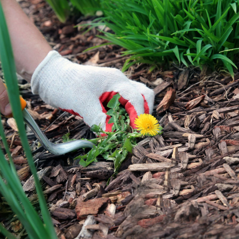 Dandelion Weed in Flower Bed