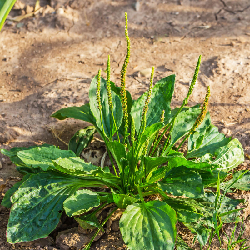Plantain Weed in Flower Bed