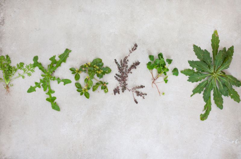 Types of Weeds Found In Flower Beds