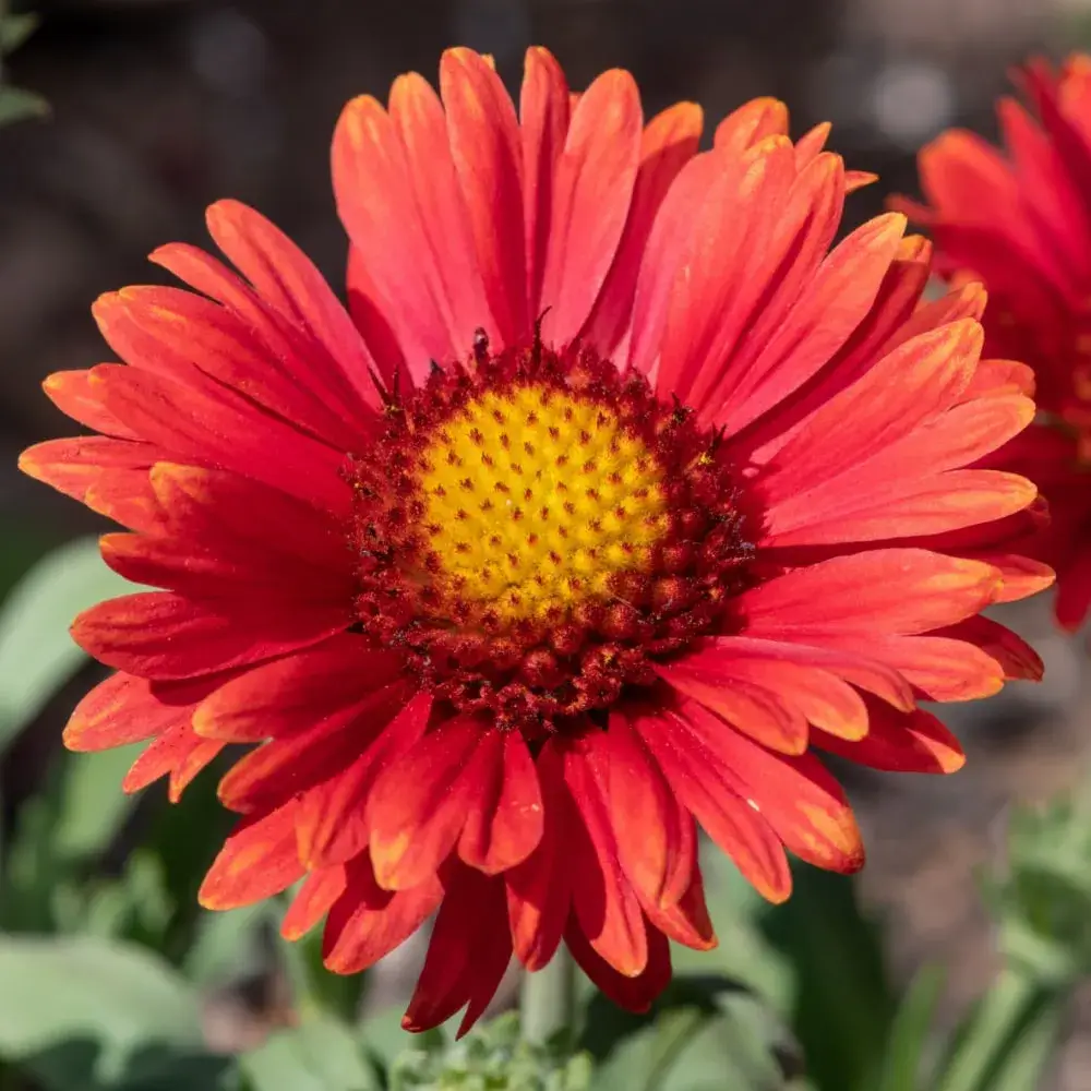 red_flowers_arizona_red_shades_blanket_flower_gaillardia_arizona_red_shades_plant_by_number