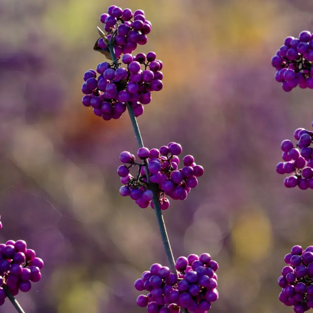 Beautyberry