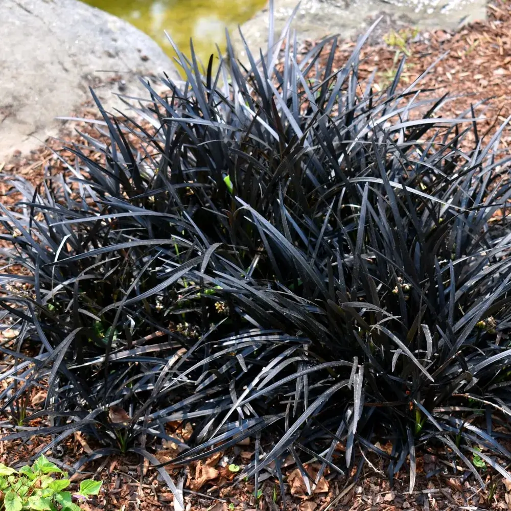 decorative_grasses_black_mondo_grass_ophiopogon_planiscapus_nigrescens_plant_by_number