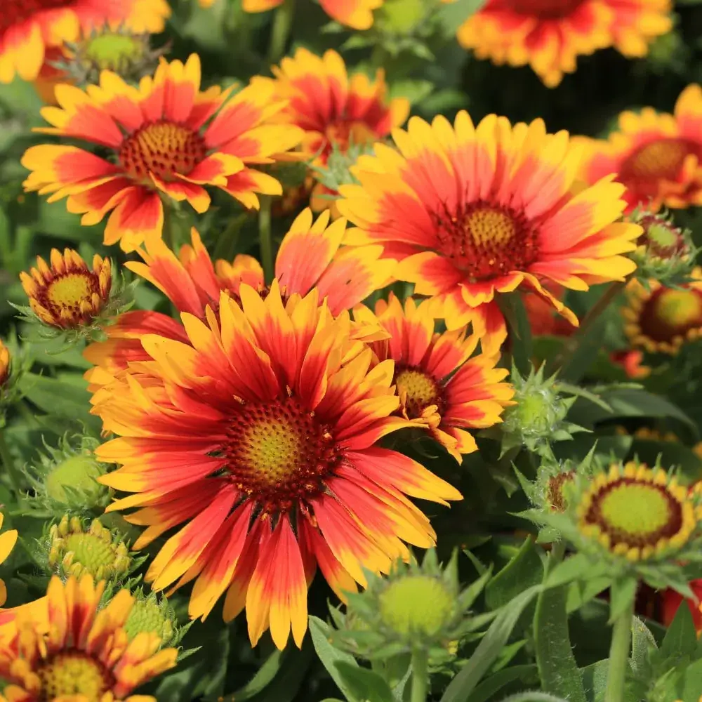 red_flowers_blanket_flower_gaillardia_x_grandiflora_plant_by_number
