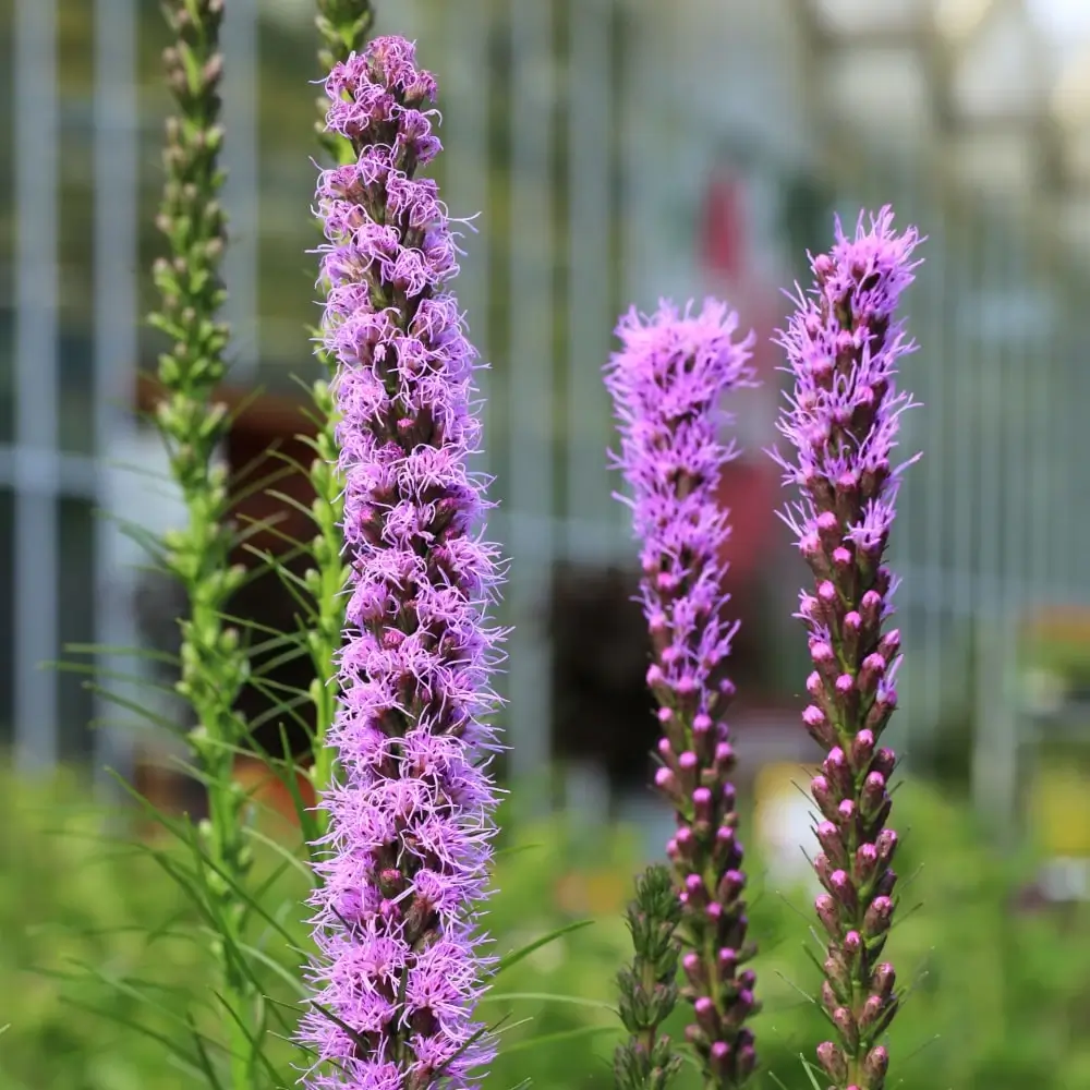 purple_flowers_kobold_gayfeather_liatris_spicata_kobold_plant_by_number