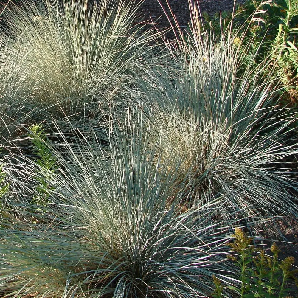 blue_oat_grass_helictotrichon_sempervirens_plant_by_number