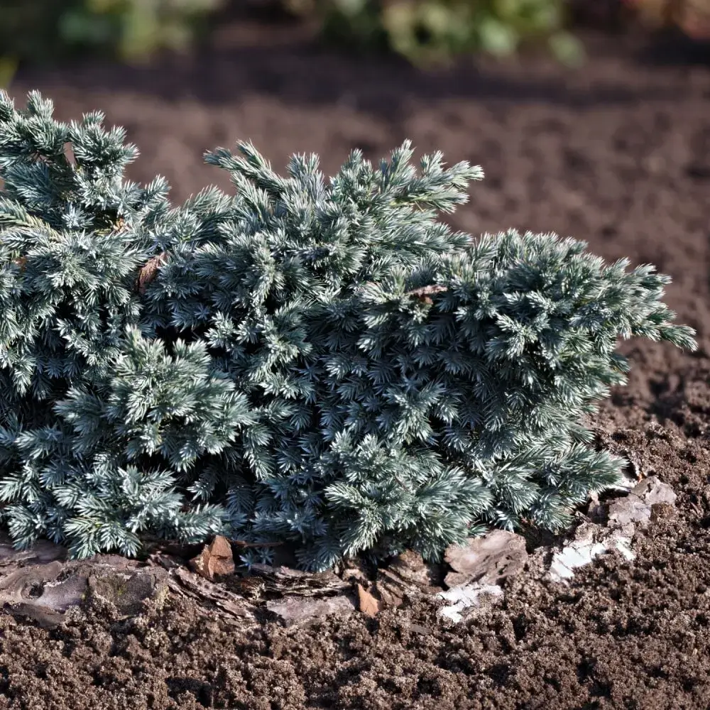 blue_shrubs_blue_star_juniper_juniperus_squamata_blue_star_plant_by_number