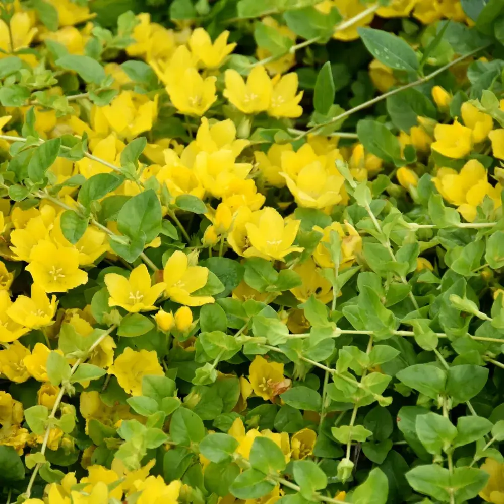 Creeping Jenny
