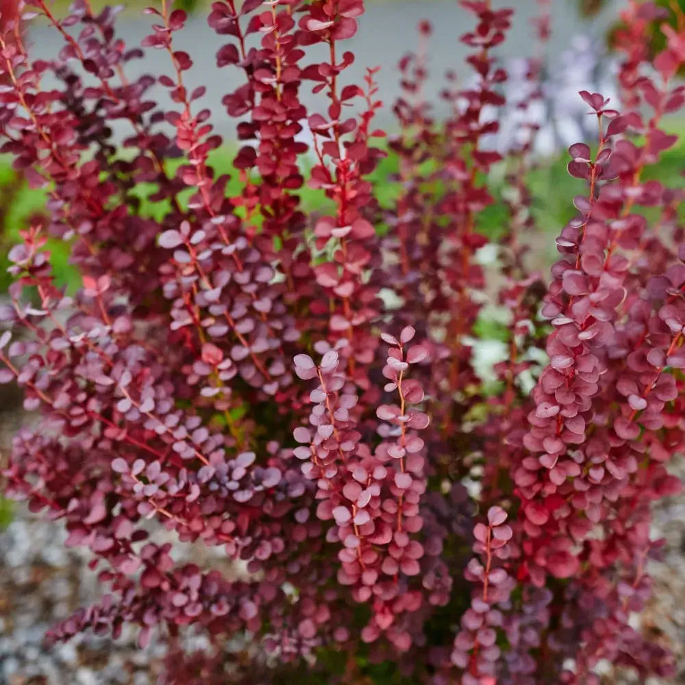 Crimson Pygmy Barberry