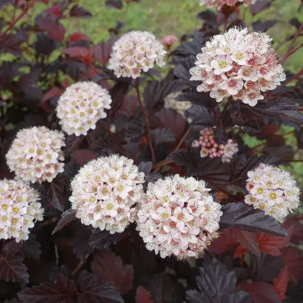 white_shrubs_diabolo_ninebark_physocarpus_opulifolius_monlo_plant_by_number