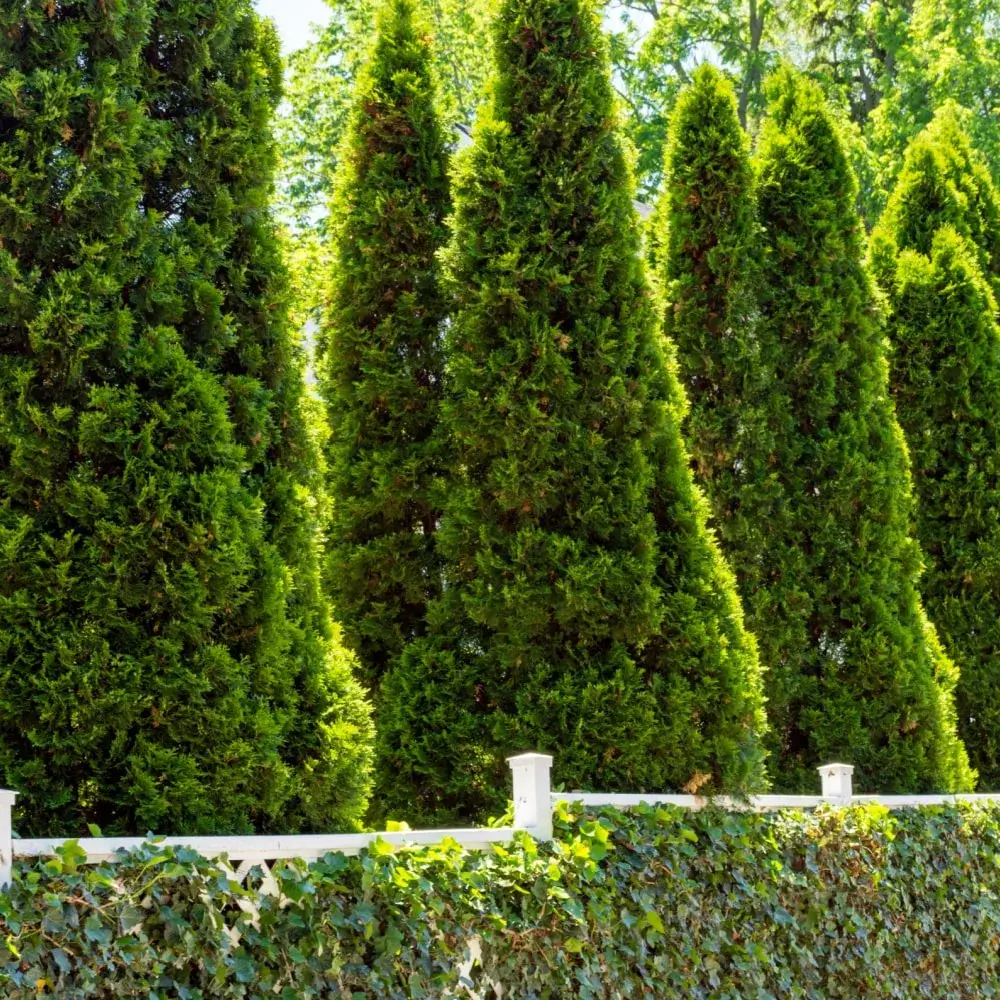 Emerald Green Arborvitae