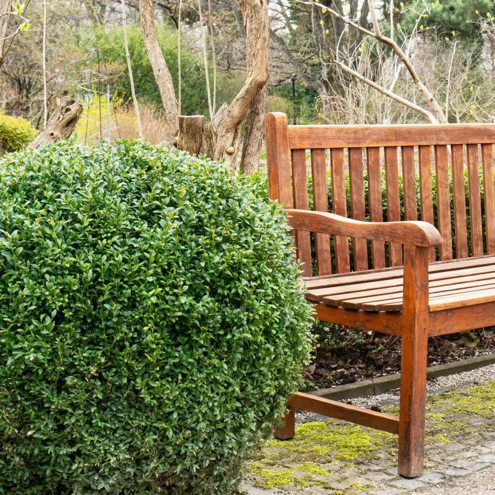 english_boxwood_buxus_sempervirens_suffruticosa_plant_by_number