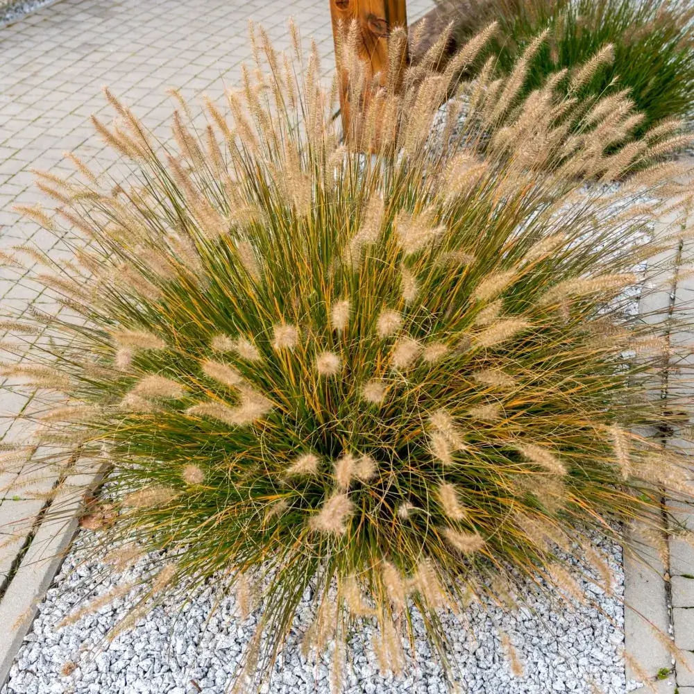 decorative_grasses_fountain_grass_pennisetum_alopecuroides_plant_by_number