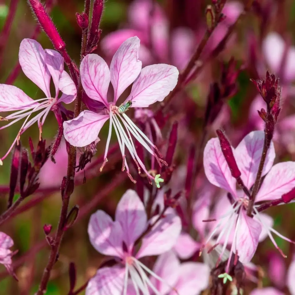 Gaura Karalee Petite Pink