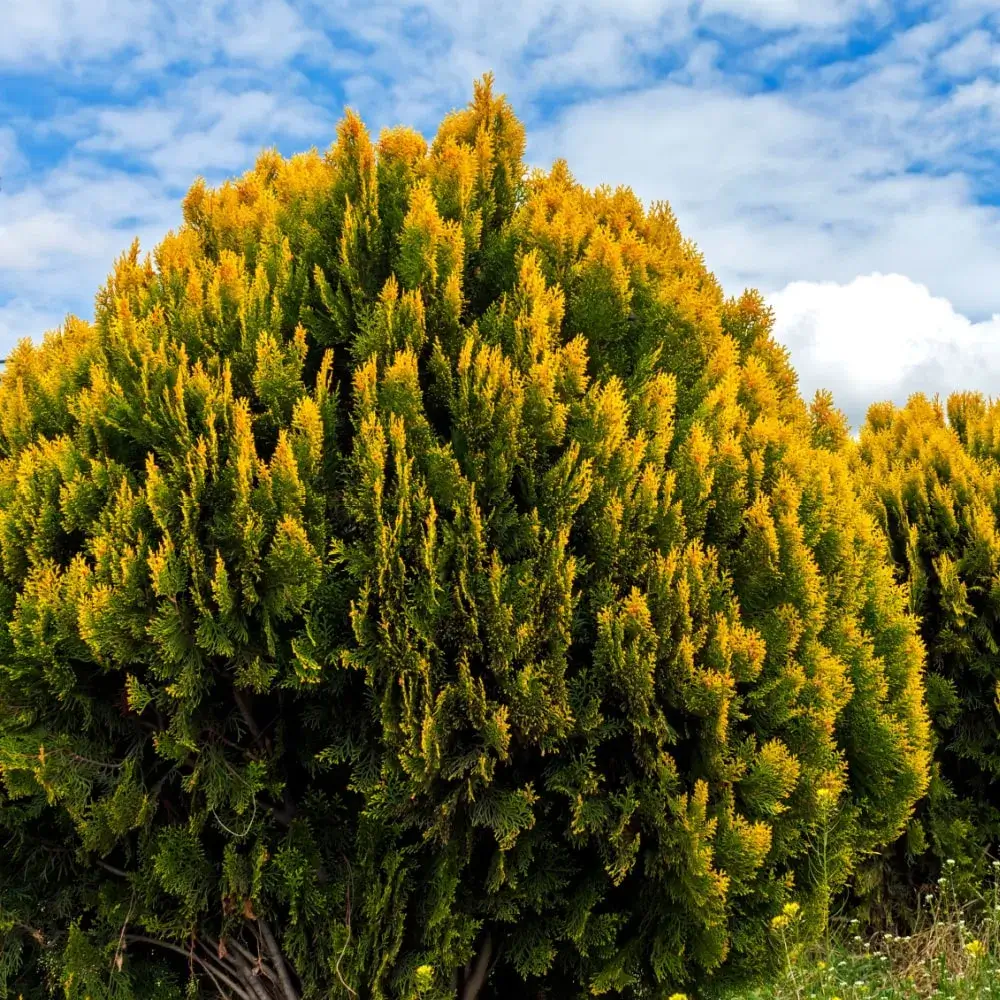 yellow_shrubs_golden_globe_arborvitae_thuja_occidentalis_golden_globe_plant_by_number