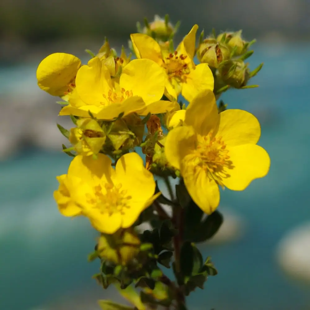 Goldfinger Potentilla