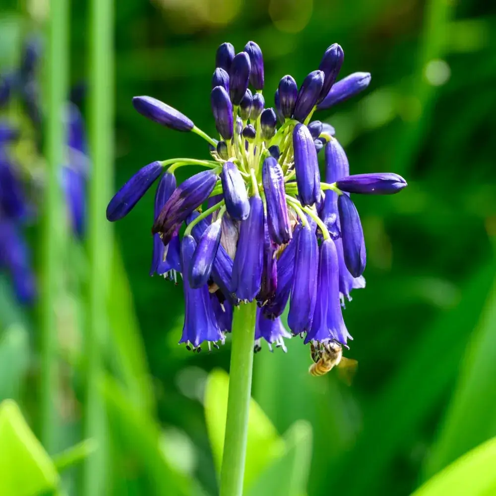 Graskop Agapanthus