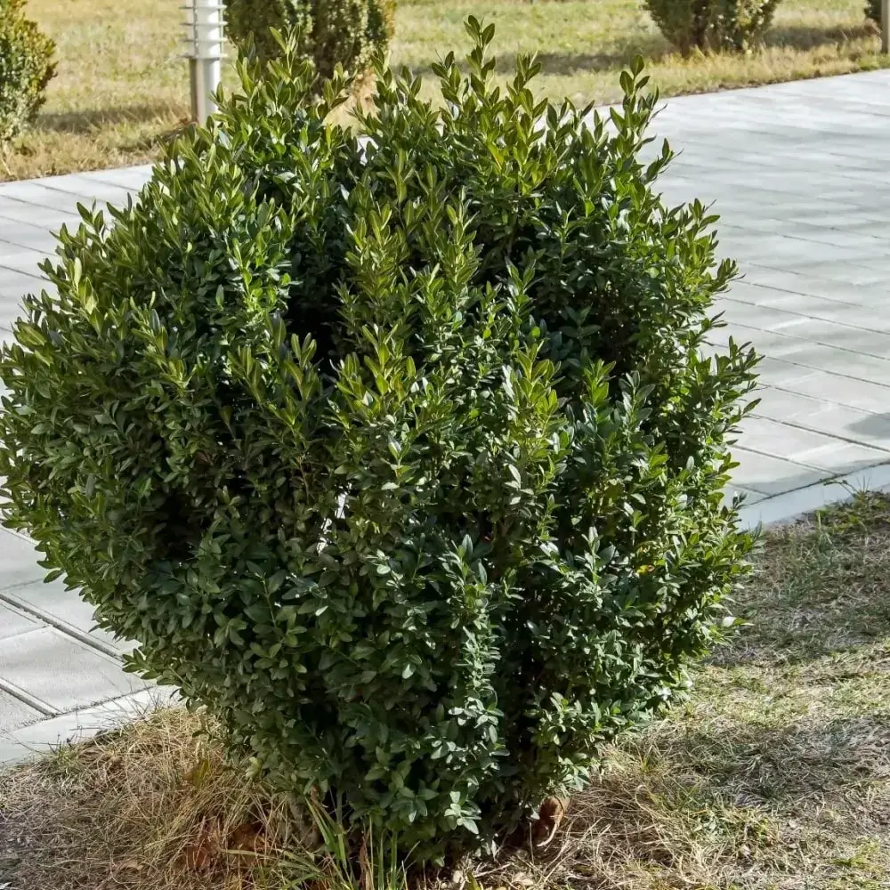 green_mountain_boxwood_buxus_x_green_mountain_plant_by_number