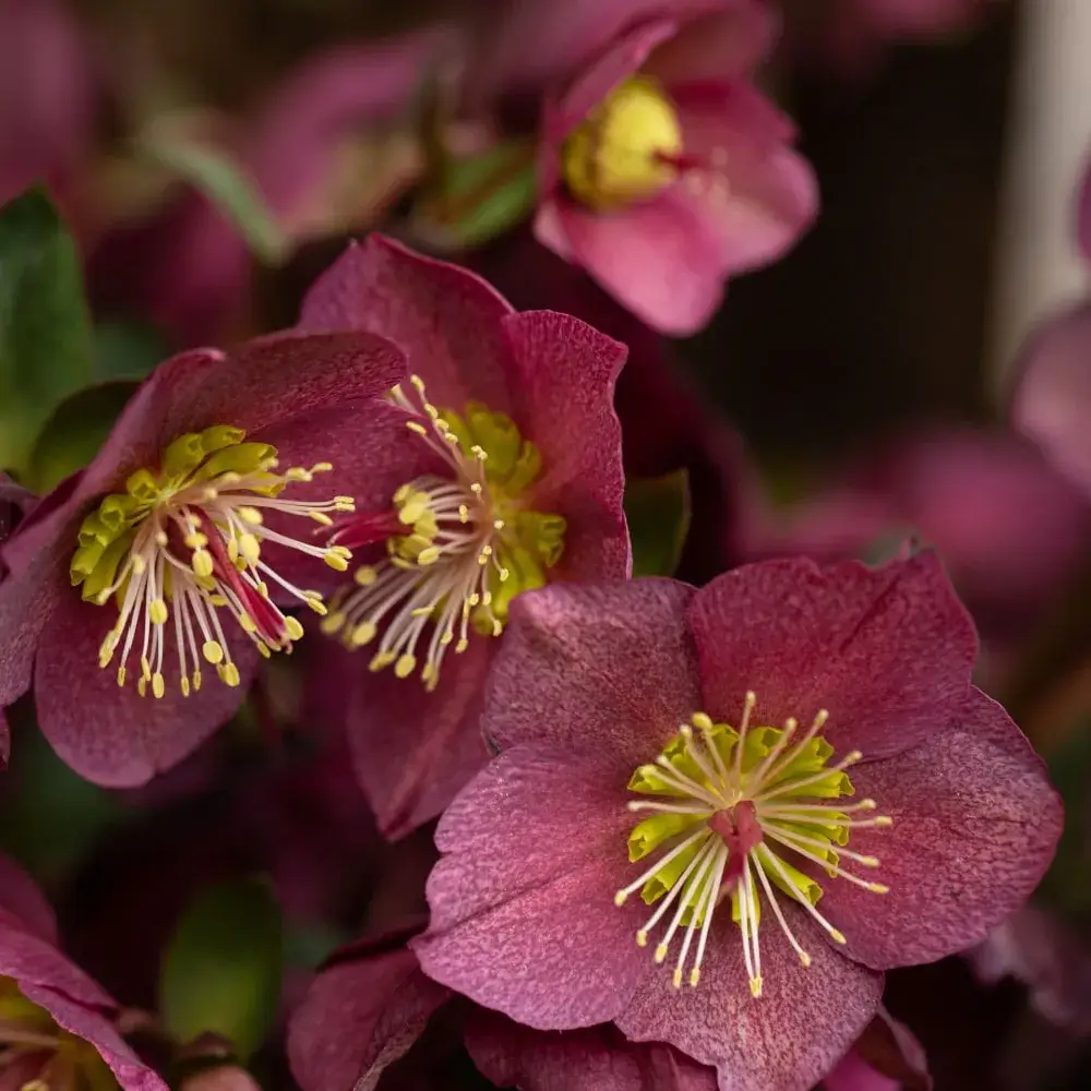 plant_by_number_hellebore