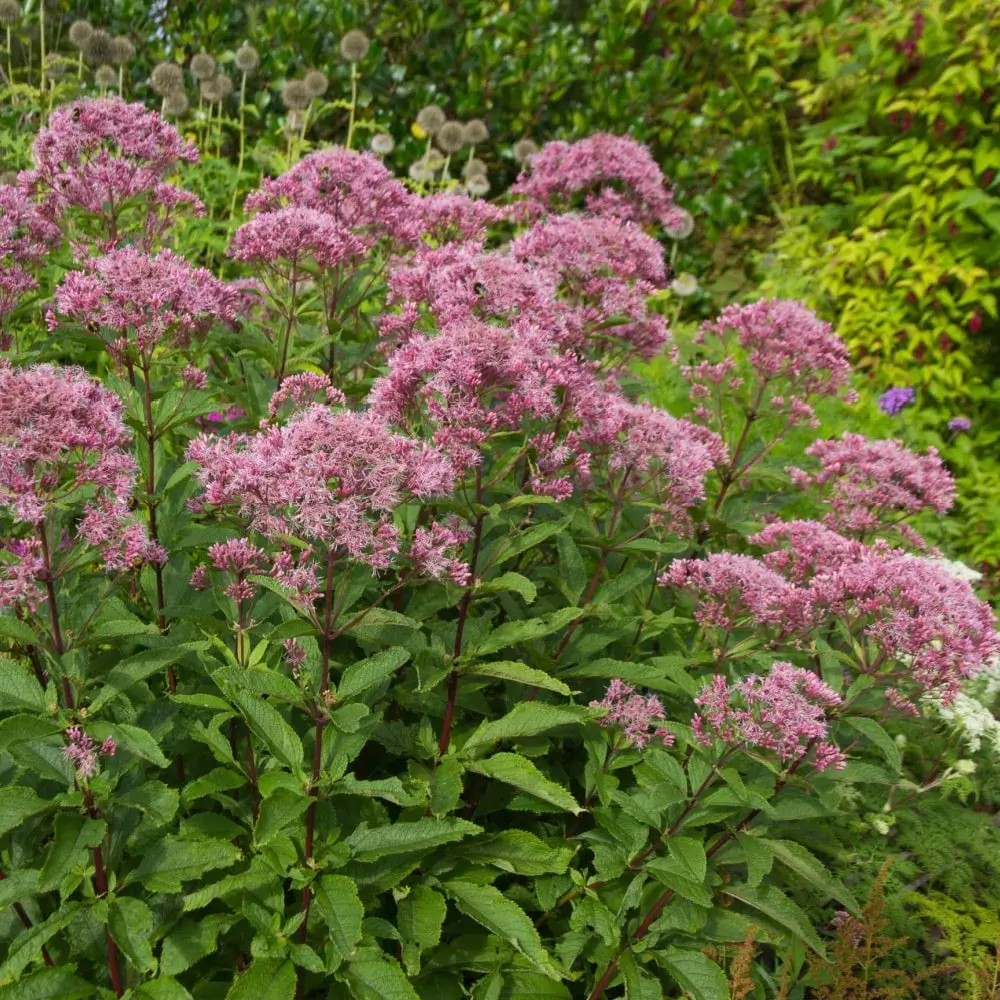 pink_flowers_joe_pye_weed_eutrochium_purpureum_plant_by_number
