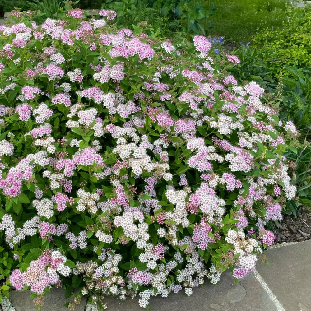 pink_shrubs_little_princess_spirea_spiraea_japonica_little_princess_plant_by_number