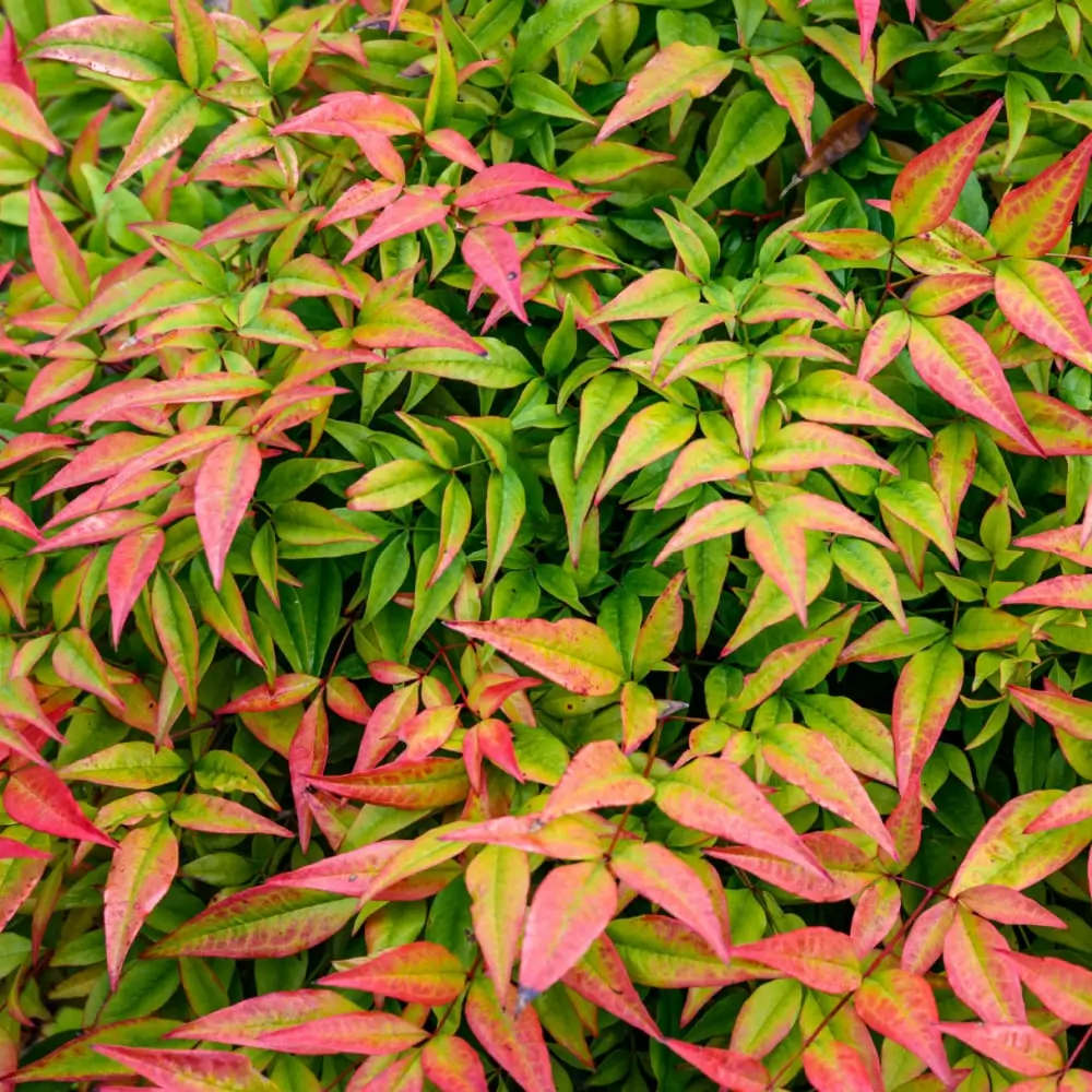 Little Red Head Clumping Bamboo