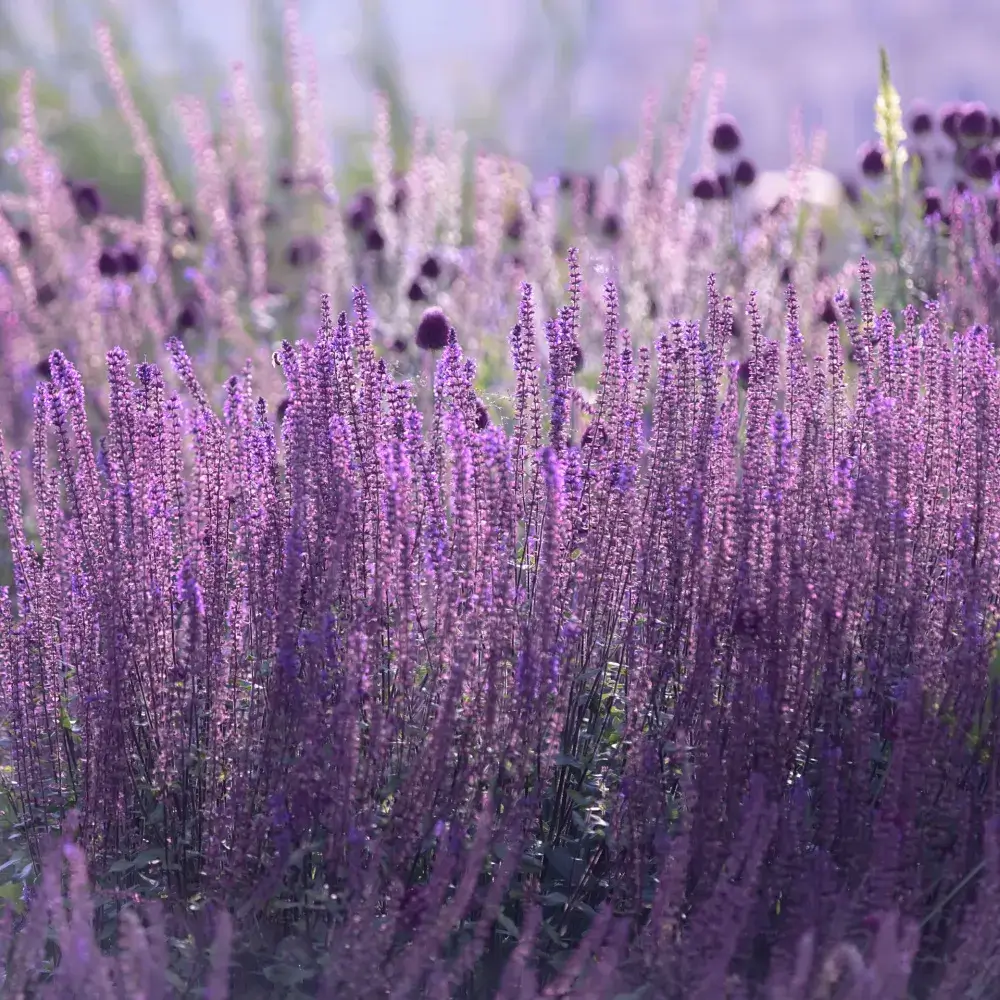 blue_shrubs_little_spire_russian_sage_perovskia_atriplicifolia_little_spire_plant_by_number
