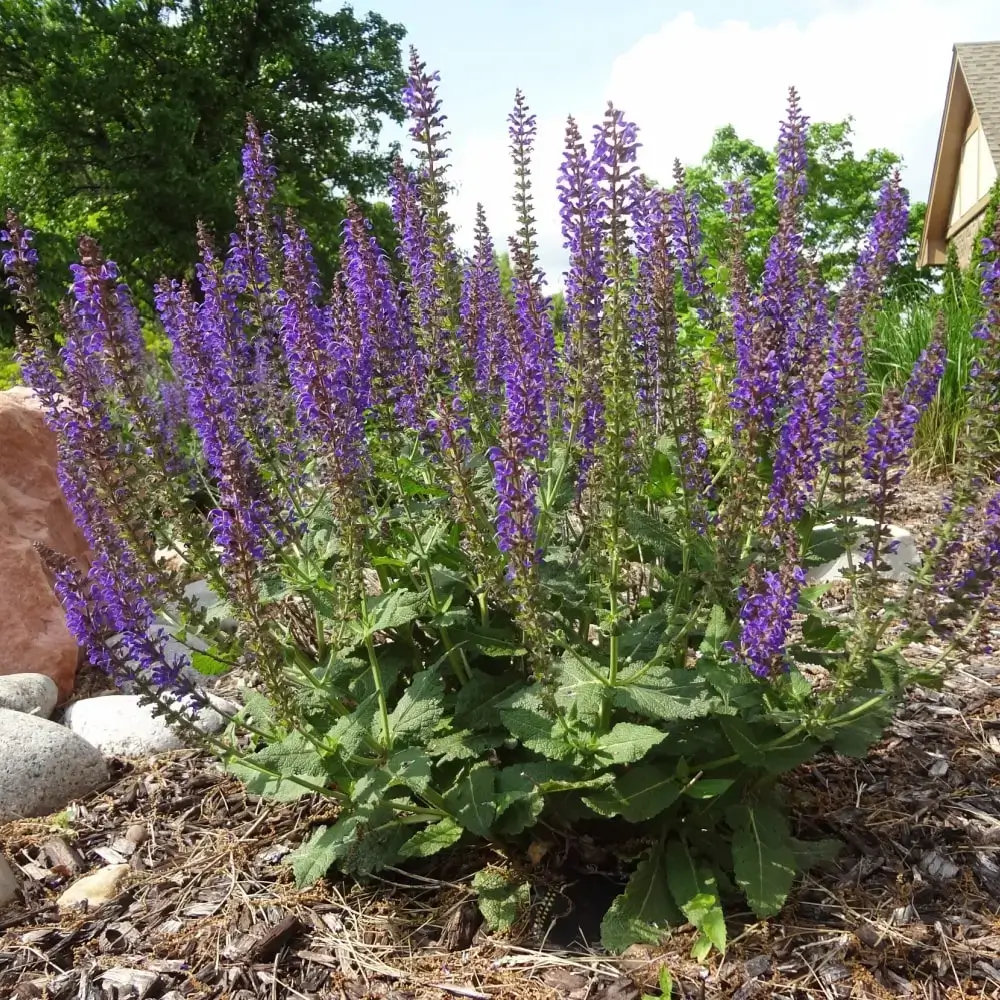 purple_flowers_may_night_meadow_sage_salvia_may_night_plant_by_number