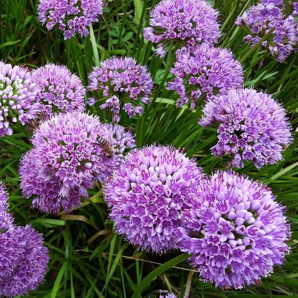 Allium Millenium Ornamental Onion
