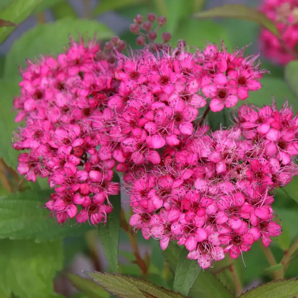Neon Flash Spiraea