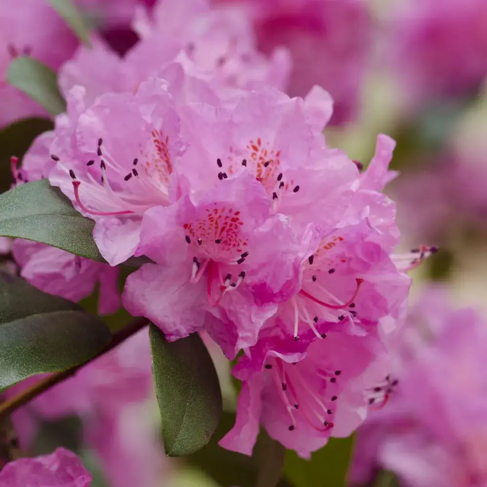 PJM Rhododendron