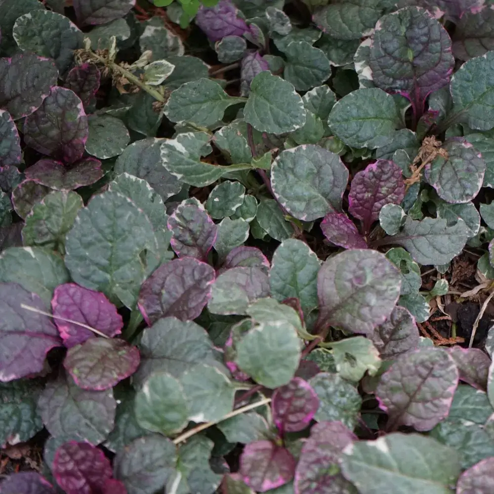 Party Colors Bugleweed