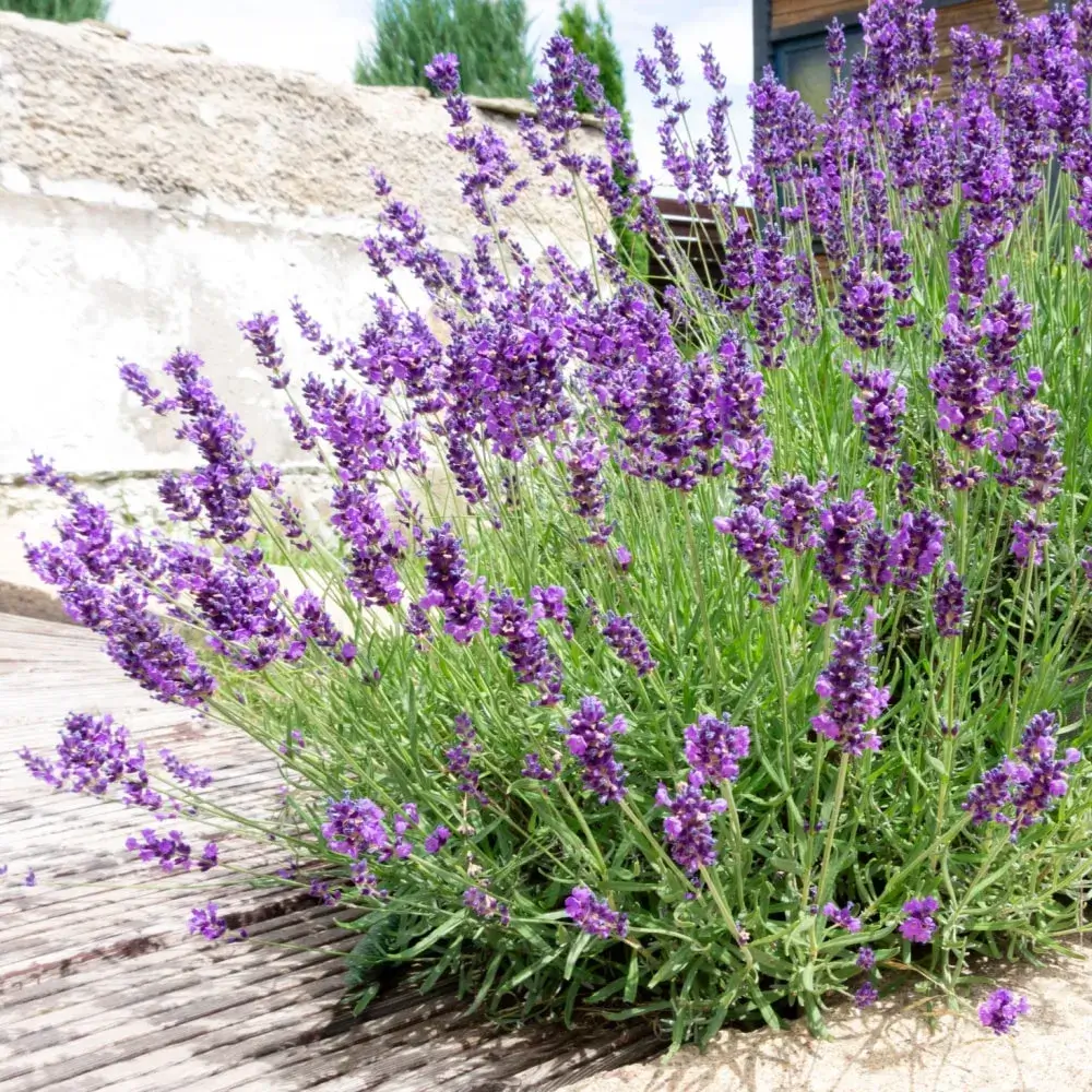 purple_shrubs_lavandula_intermedia_phenomenal_phenomenal_lavender_plant_by_number