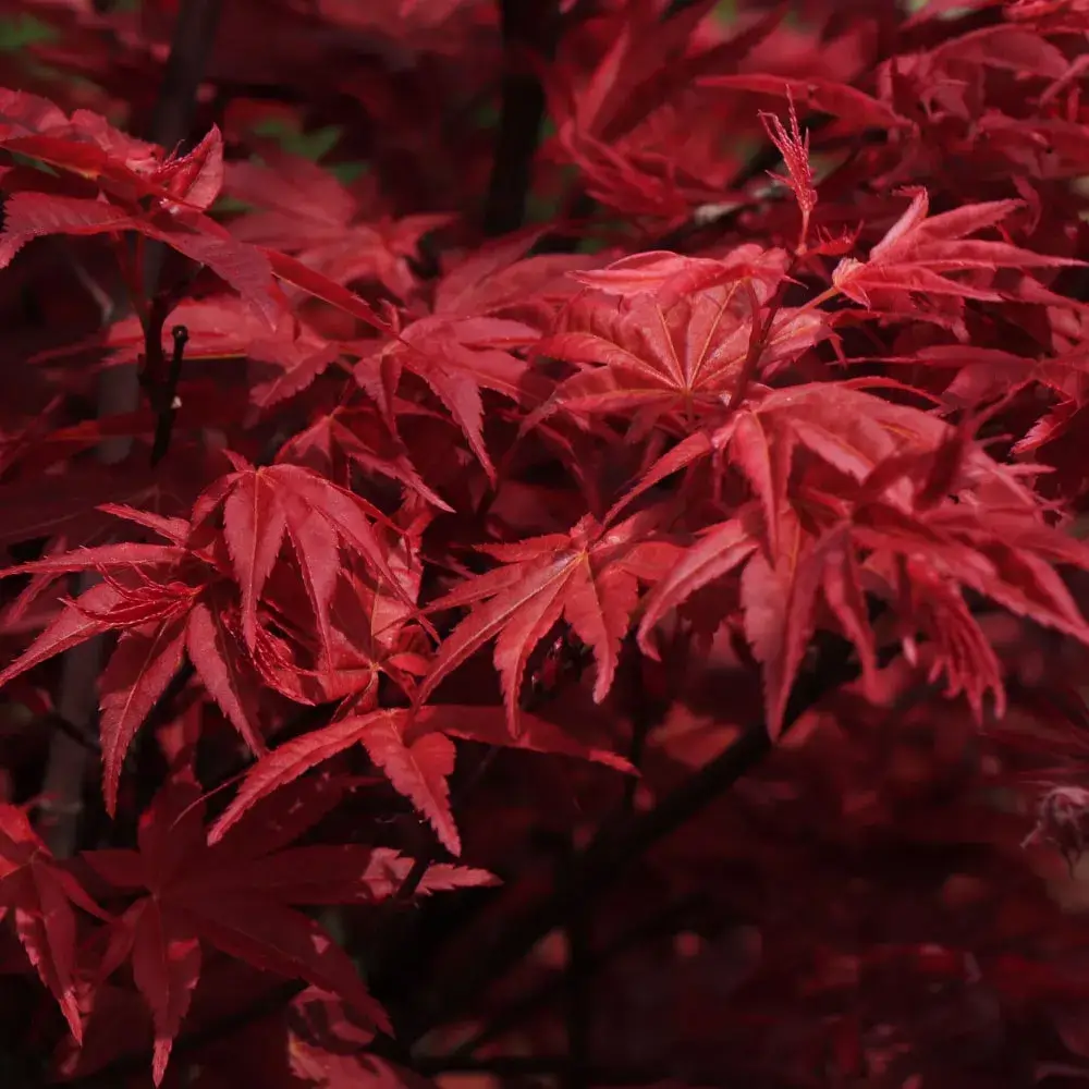 Red Sentinel Japanese Maple