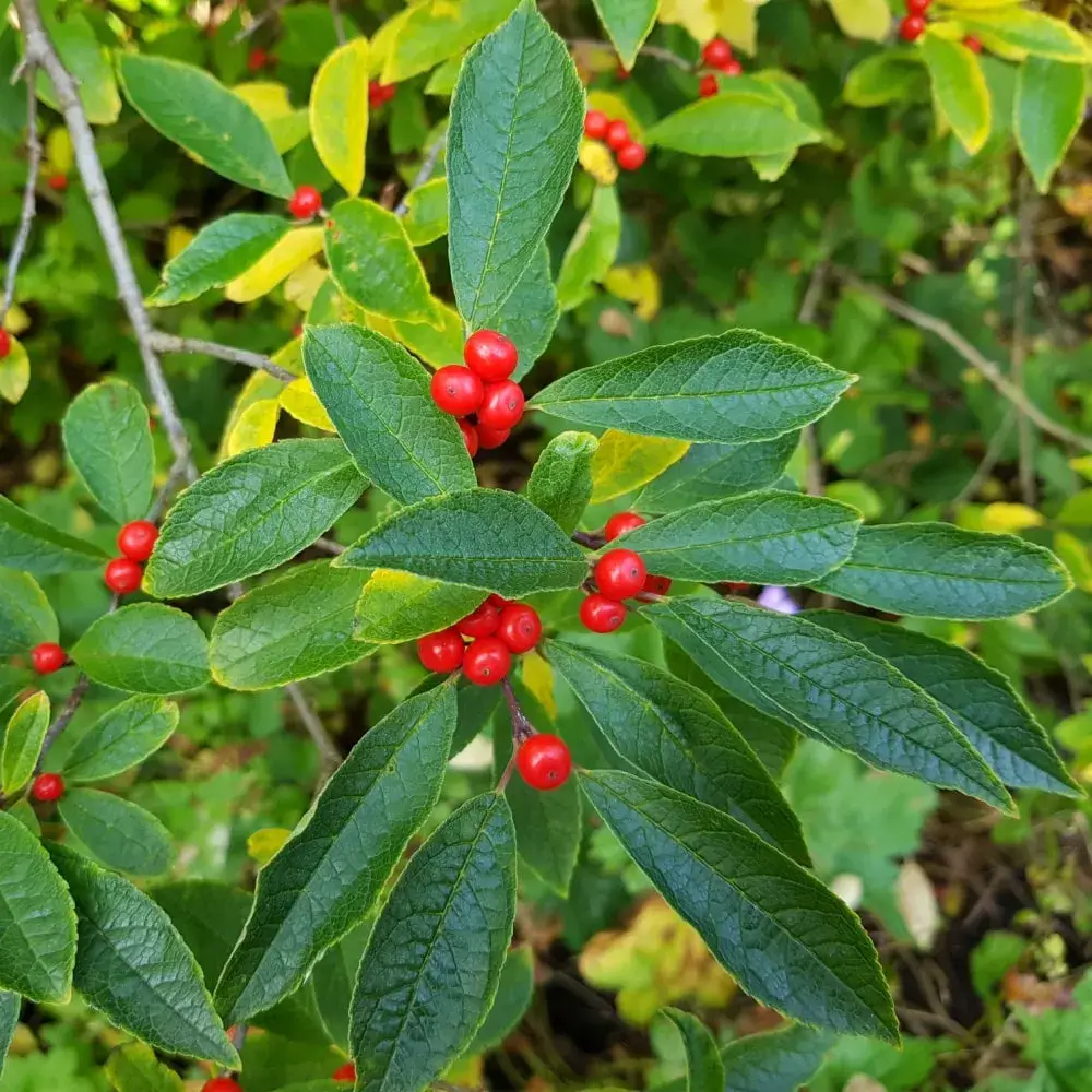 red_shrubs_red_sprite_holly_ilex_verticillata_red_sprite