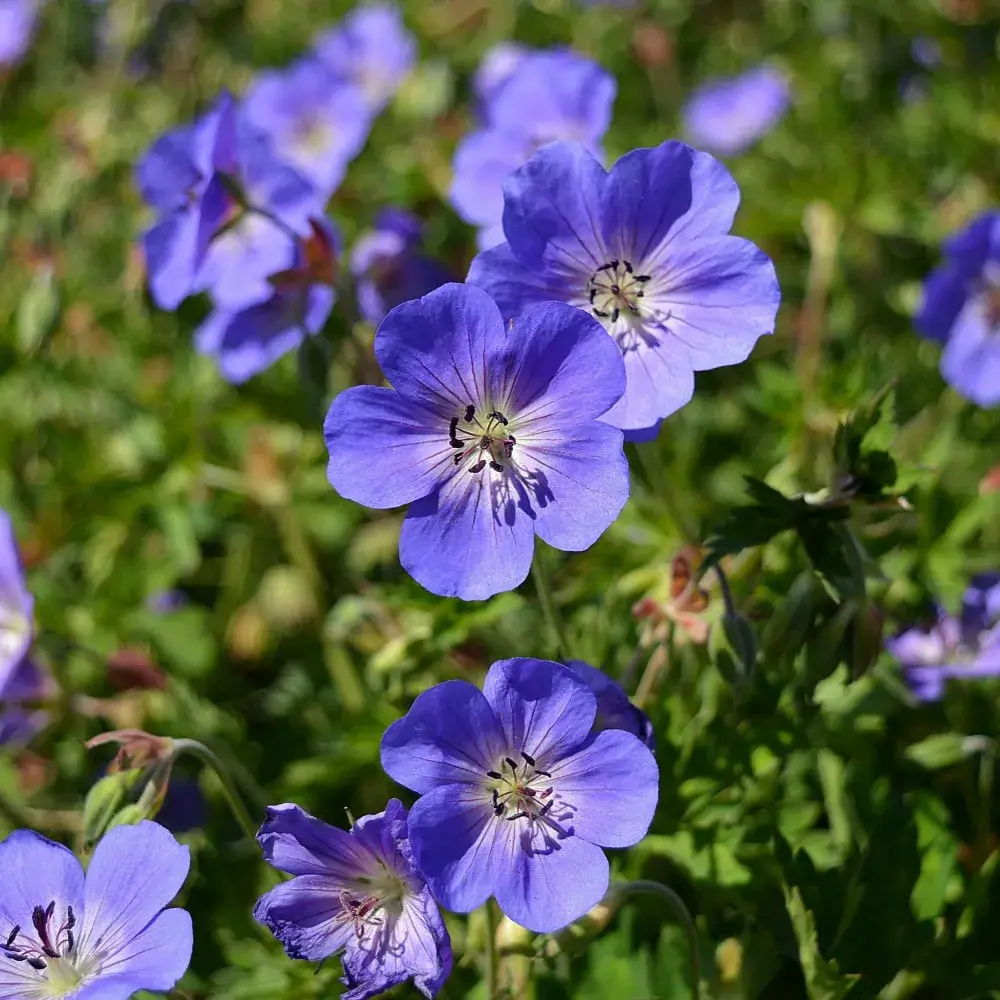 blue_flowers_geranium_rozanne_rozanne_cranesbill_plant_by_number