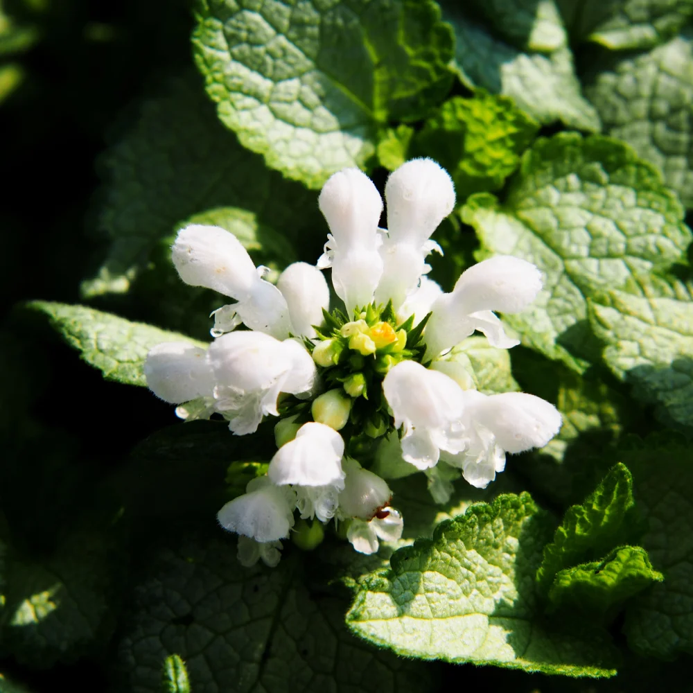 White Nancy Lamium