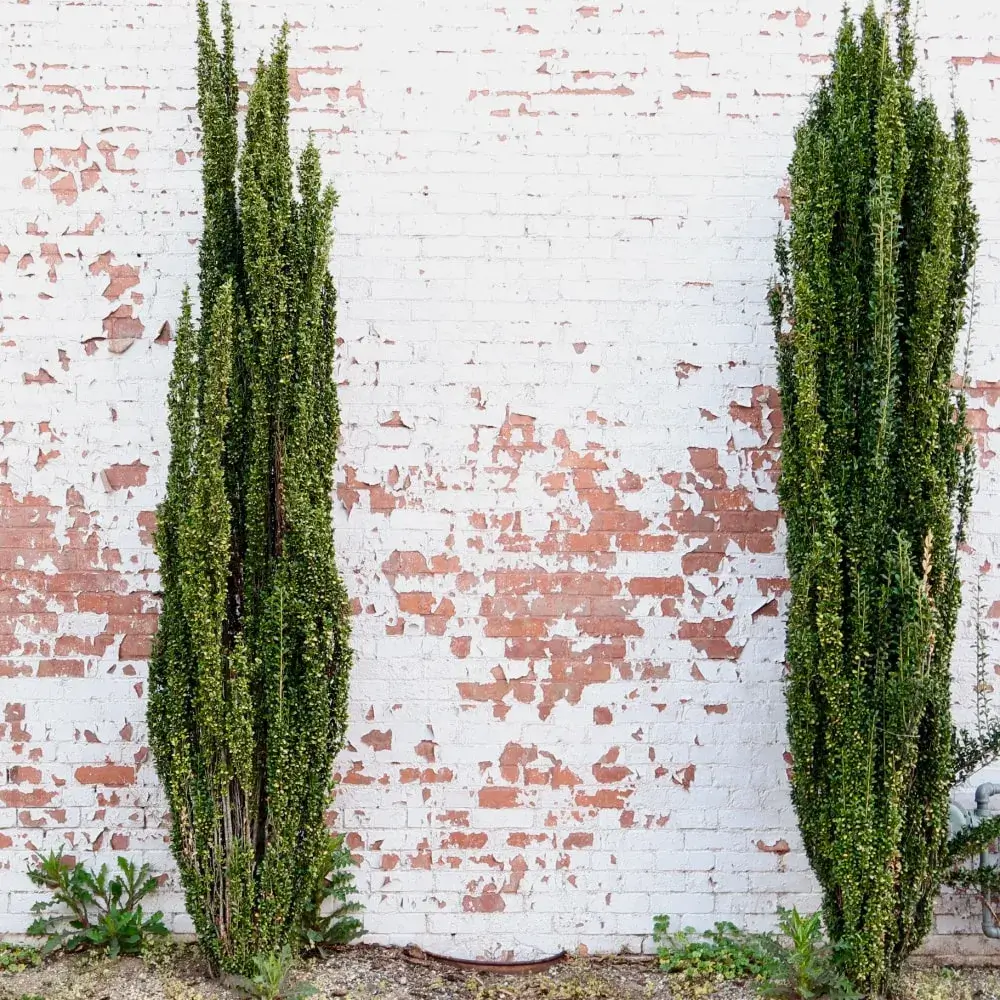 purple_shrubs_sky_pencil_holly_ilex_crenata_sky_pencil_plant_by_number