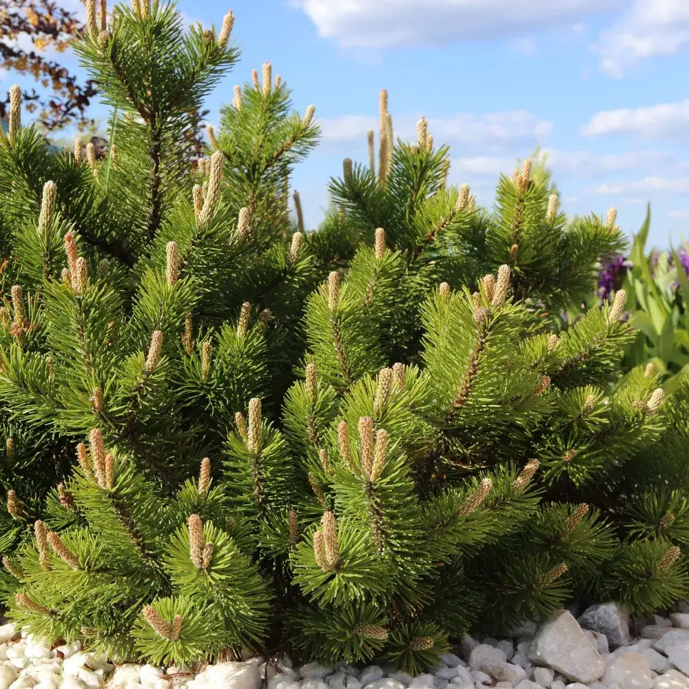 evergreen_trees_slowmound_mugo_pine_pinus_mugo_slowmound_plant_by_number