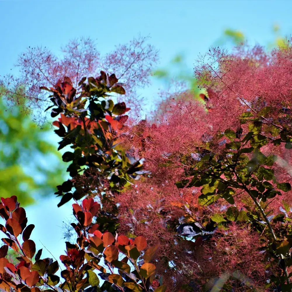Smoke Tree