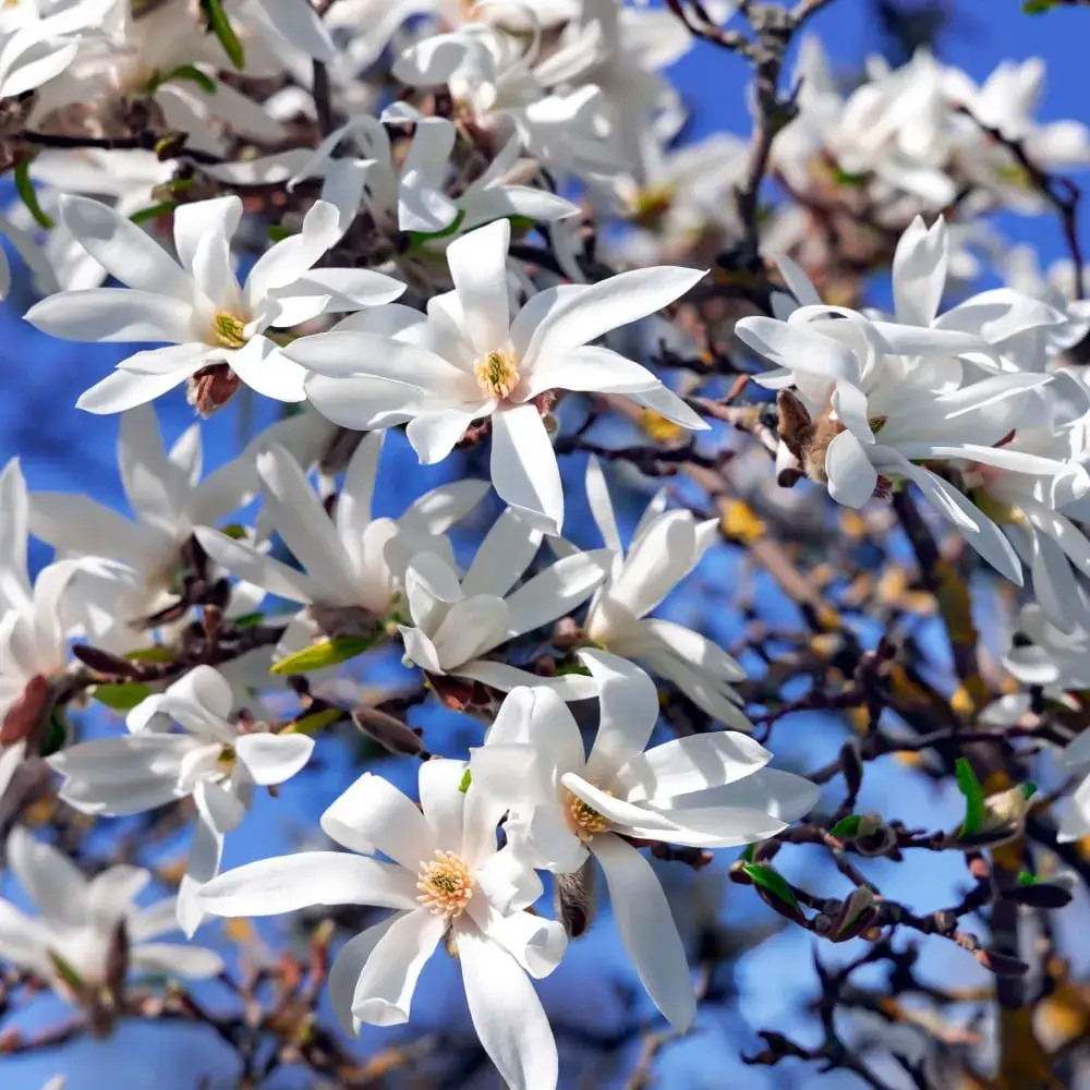 Star Magnolia