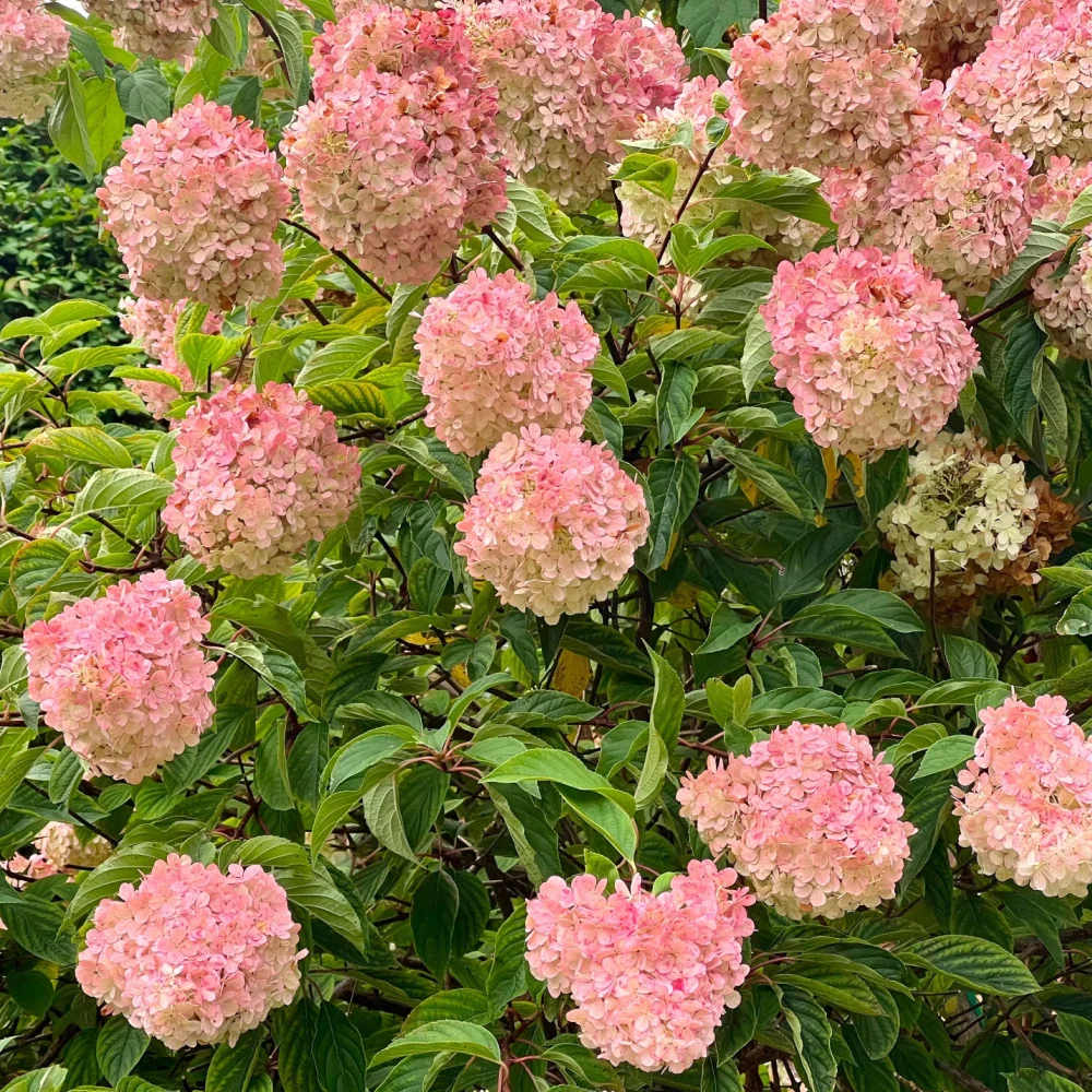 pink_hydrangeas_vanilla_strawberry_hydrangea_hydrangea_paniculata_vanilla_strawberry_plant_by_number