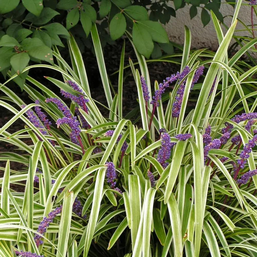 astilbe_variegated_liriope_liriope_muscari_variegata_plant_by_number
