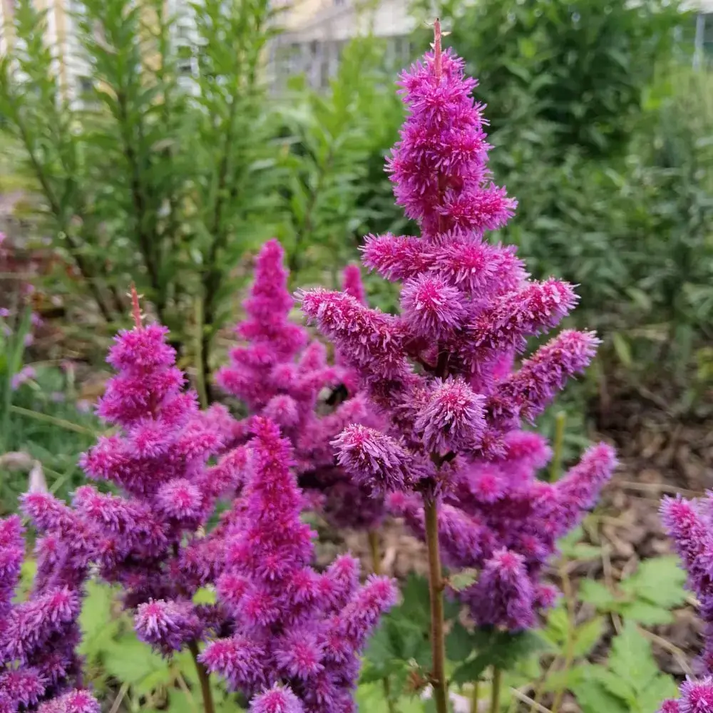 pink_flowers_visions_astilbe_astilbe_chinensis_visions_plant_by_number