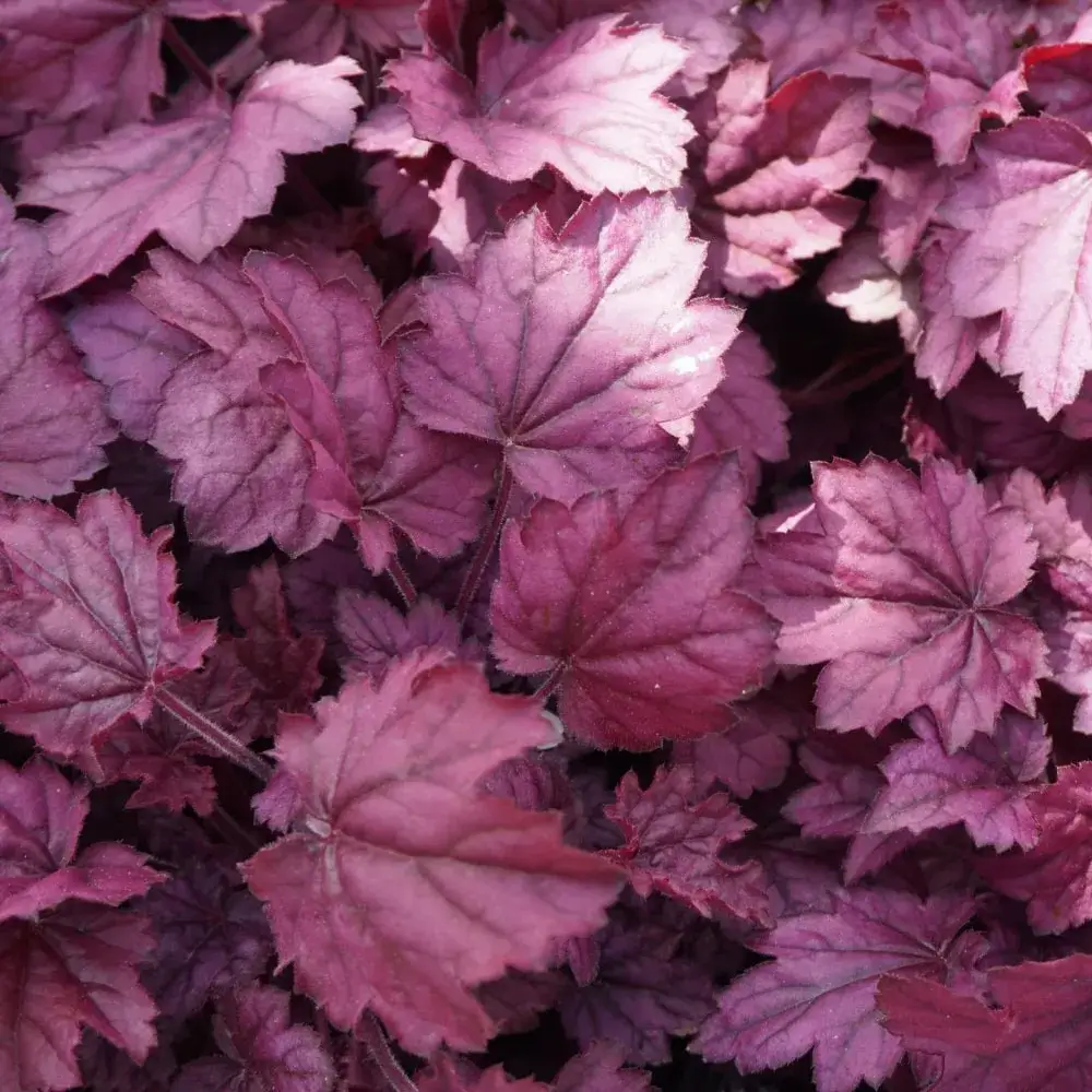 pink_flowers_wild_rose_coral_bells_heuchera_primo_wild_rose_plant_by_number