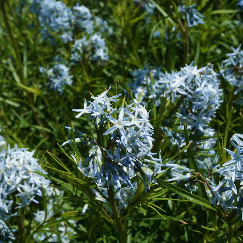 Hubrichtii Amsonia ‘Arkansas Bluestar’