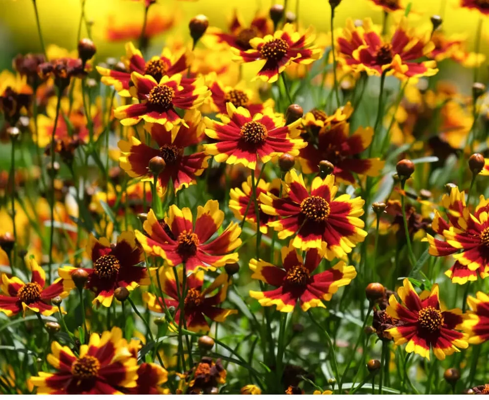 red_flowers_big_bang_mercury_rising_coreopsis_coreopsis_mercury_rising_plant_by_number